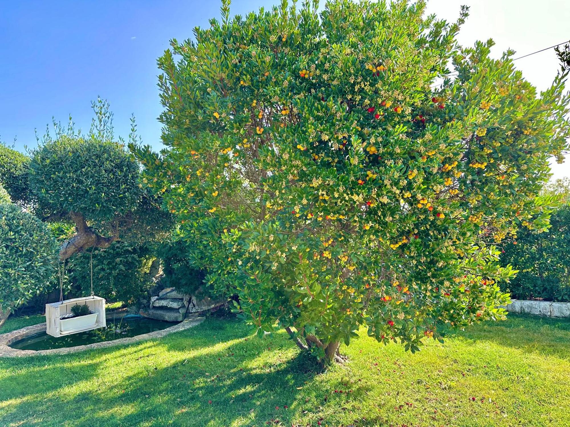 Trulli Fenice Alberobello Værelse billede